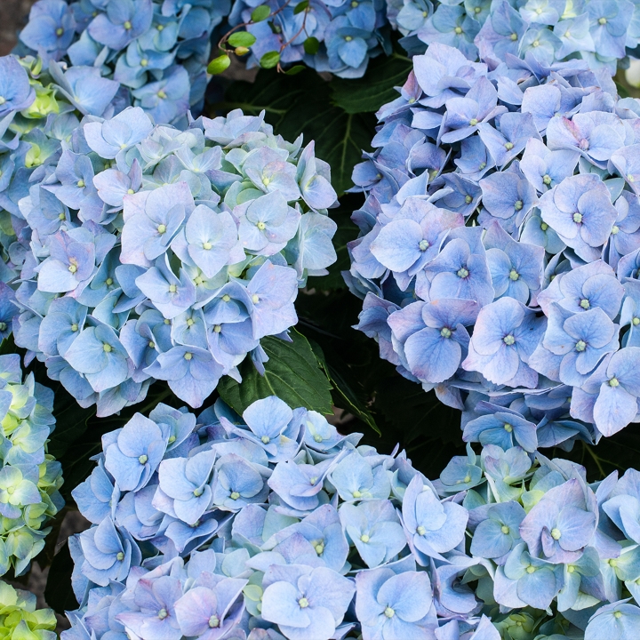 Hydrangea Shrub