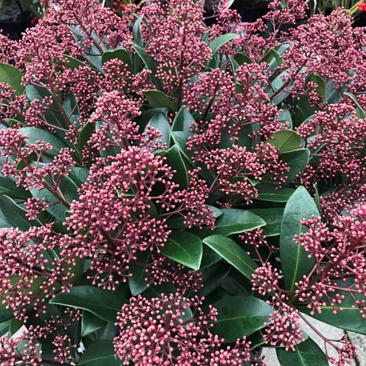 Skimmia Rubella Shrub