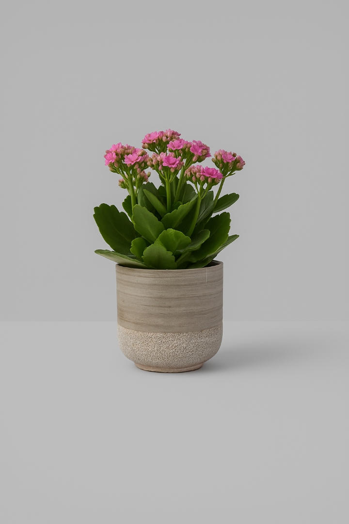 Kalanchoe