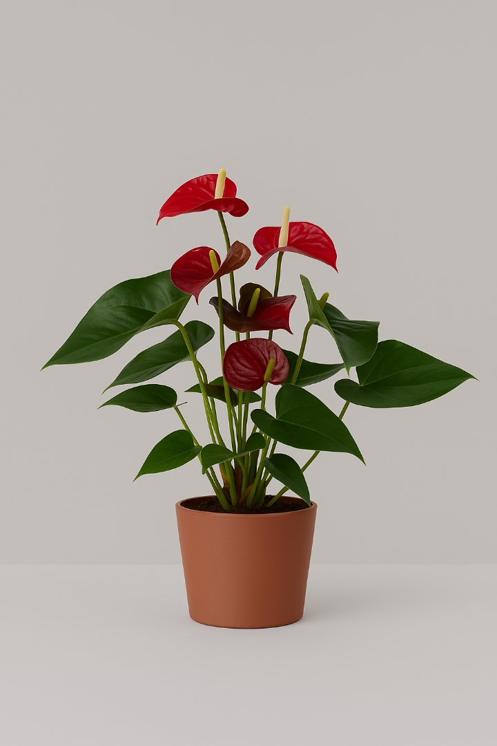 Anthurium Houseplant