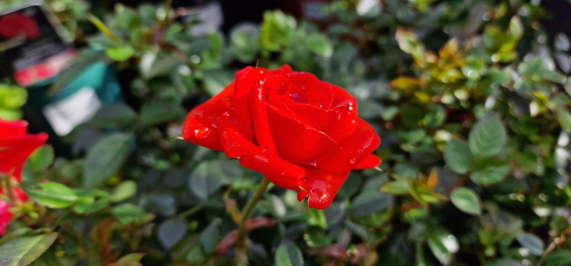 Roses