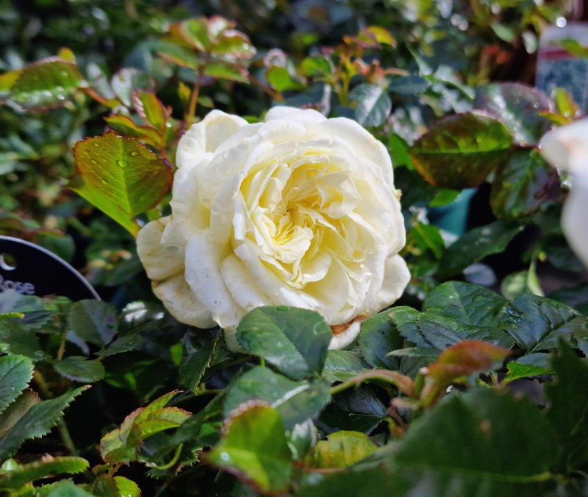 Roses