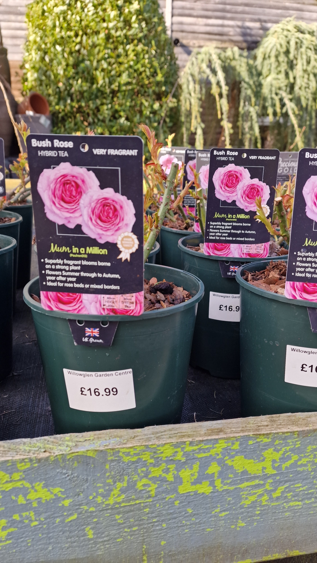 Mum in a Million Hybrid Tea Bush Rose