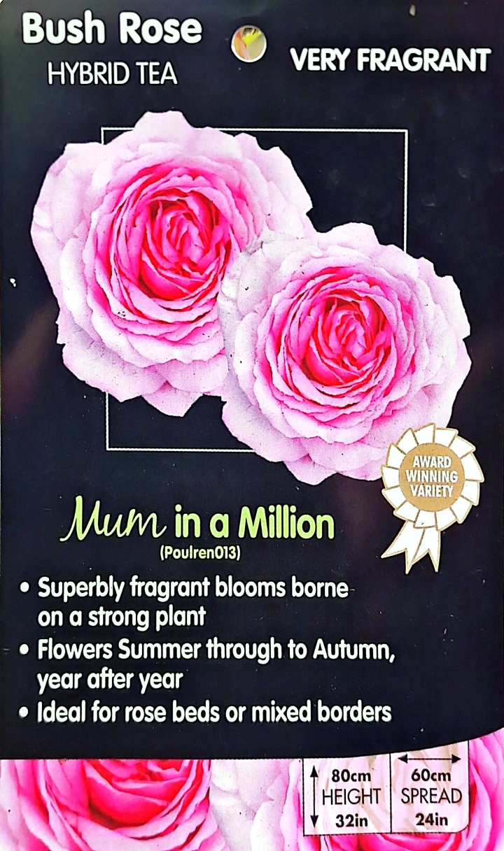 Mum in a Million Hybrid Tea Bush Rose