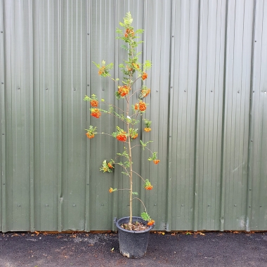 Sorbus Aucuparia Cardinal