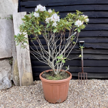 Flowering Shrubs