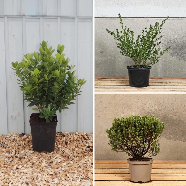 Island Shrubs Collection