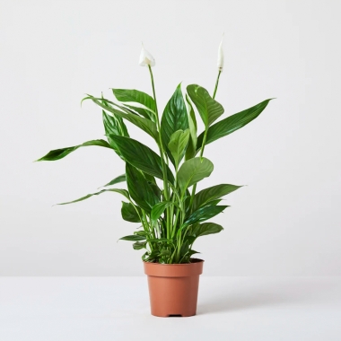 Indoor Plants