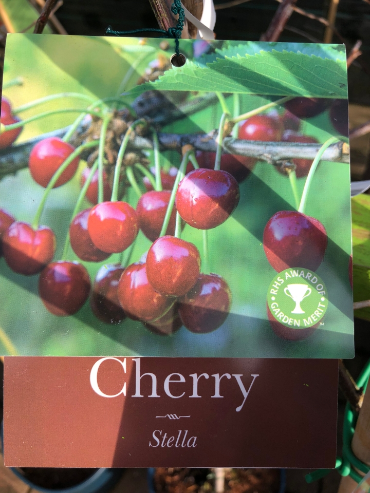 Cherry Tree