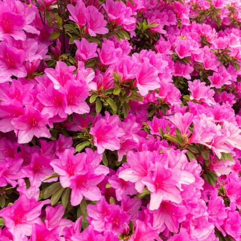 Azalea Shrub