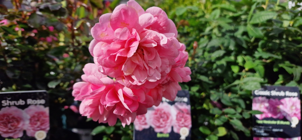 Roses