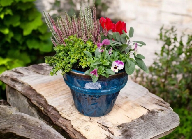 Mixed Seasonal Planter in Glazed Pot