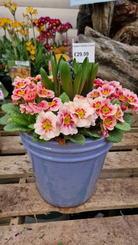 Spring Hyacinth and Primrose Planter