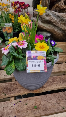 Primrose and Daffodil Spring Planter