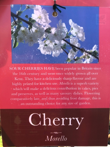 Cherry Tree