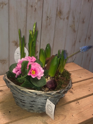 Indoor Planted Basket