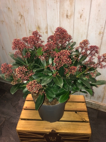 Skimmia Rubella